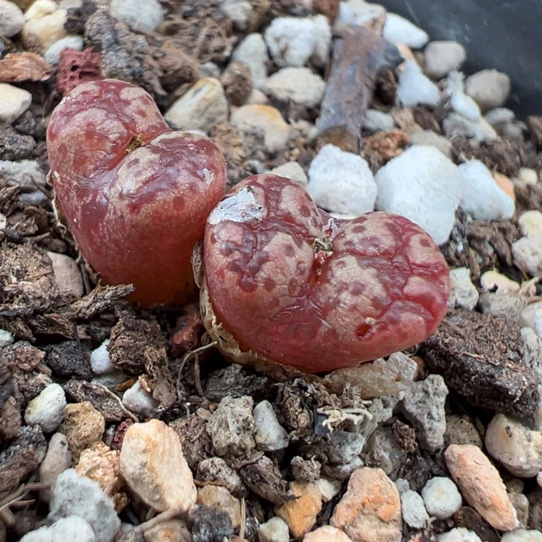 10.26好看的多肉脱土发货634