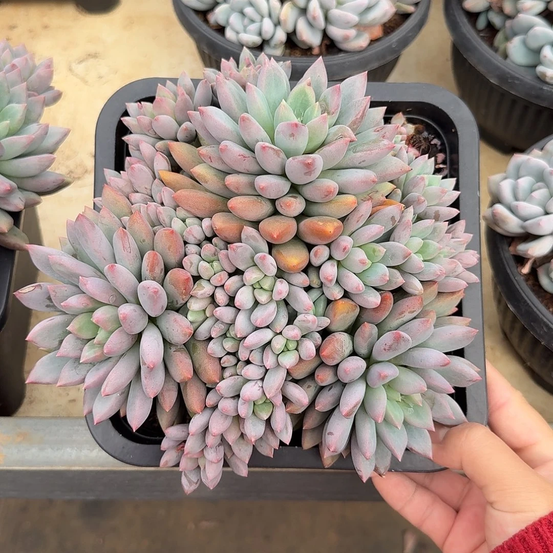 蓝精灵整无砍群生多肉