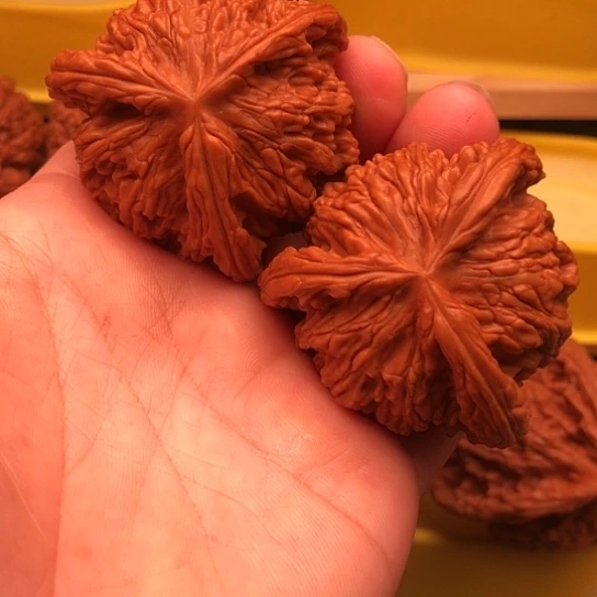 不***便核桃核桃核桃核桃核桃咯