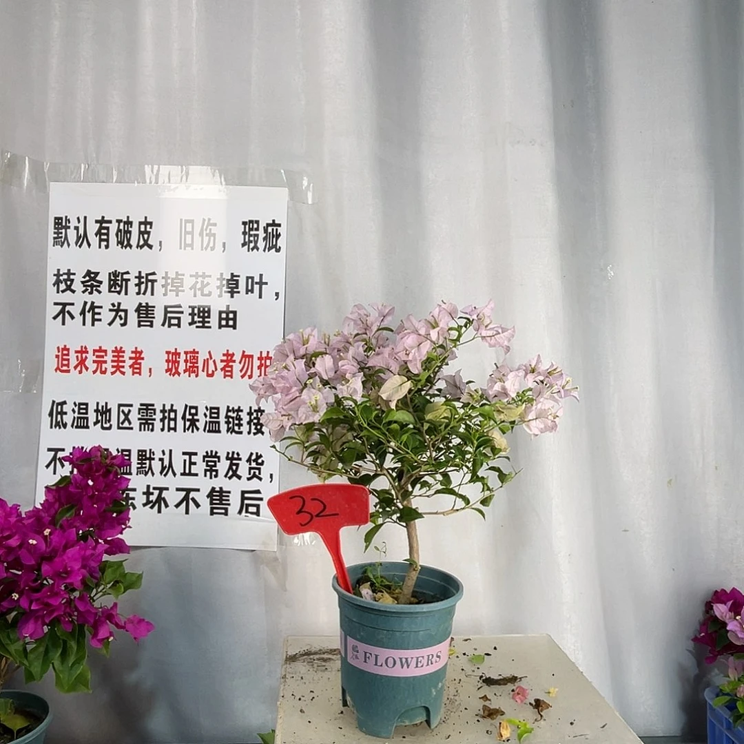 全部花苞32苹果花盆苗