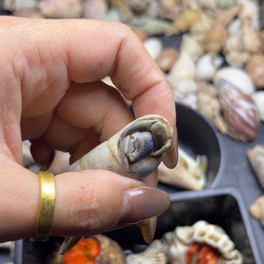 用户甜筒不理不拉全尖