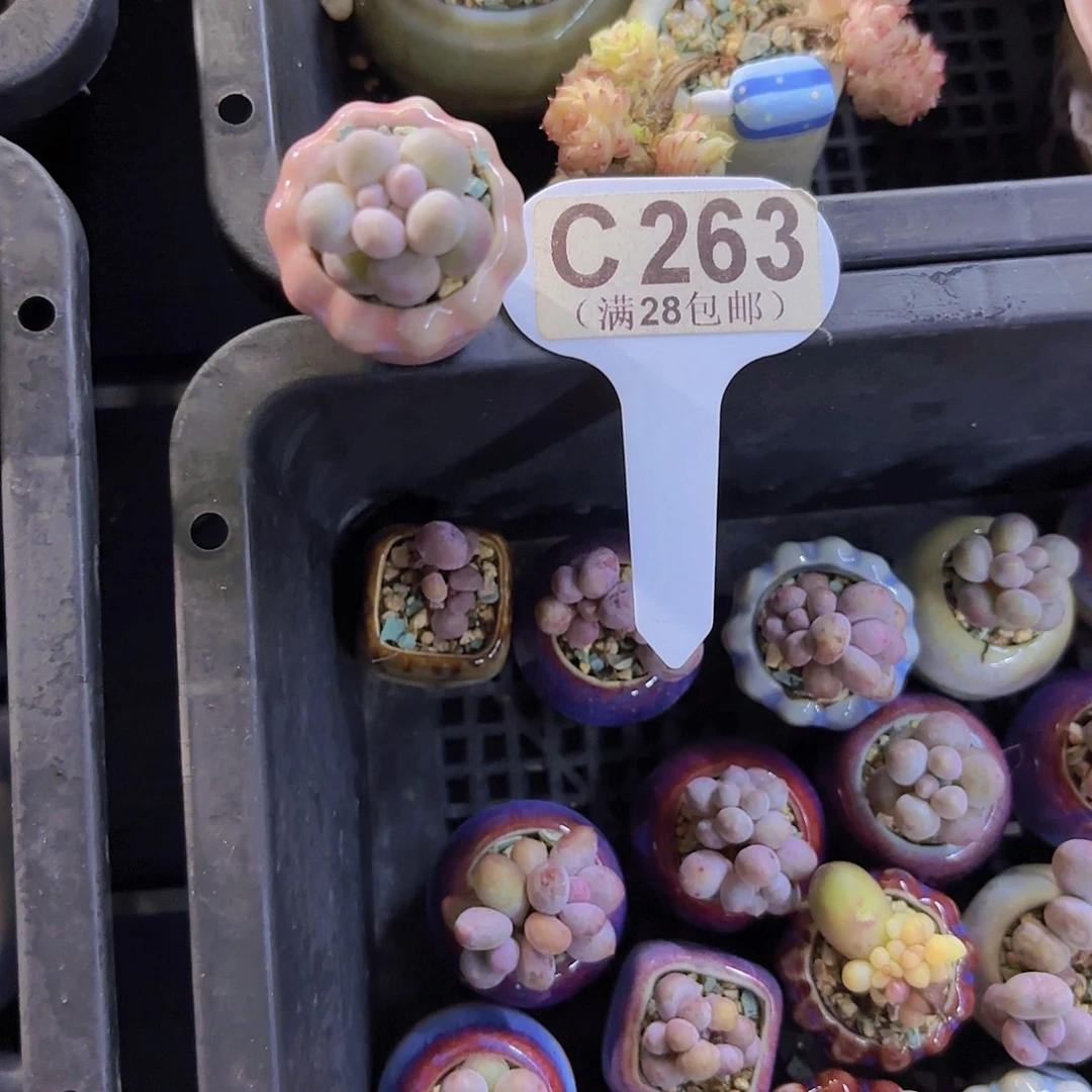 C263汤圆一物一拍