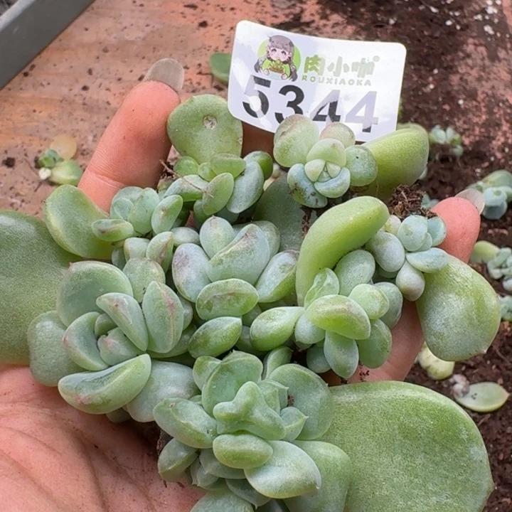 多肉植物多头植物