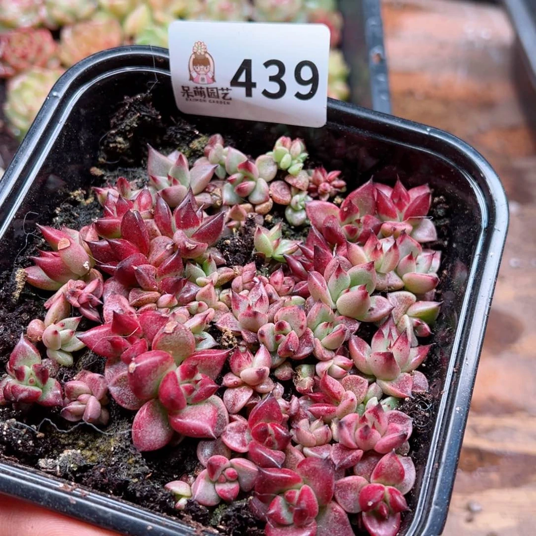 多肉植物多肉植物