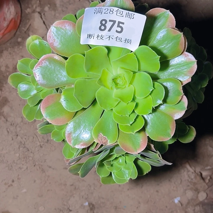 875香妃多肉植物保护