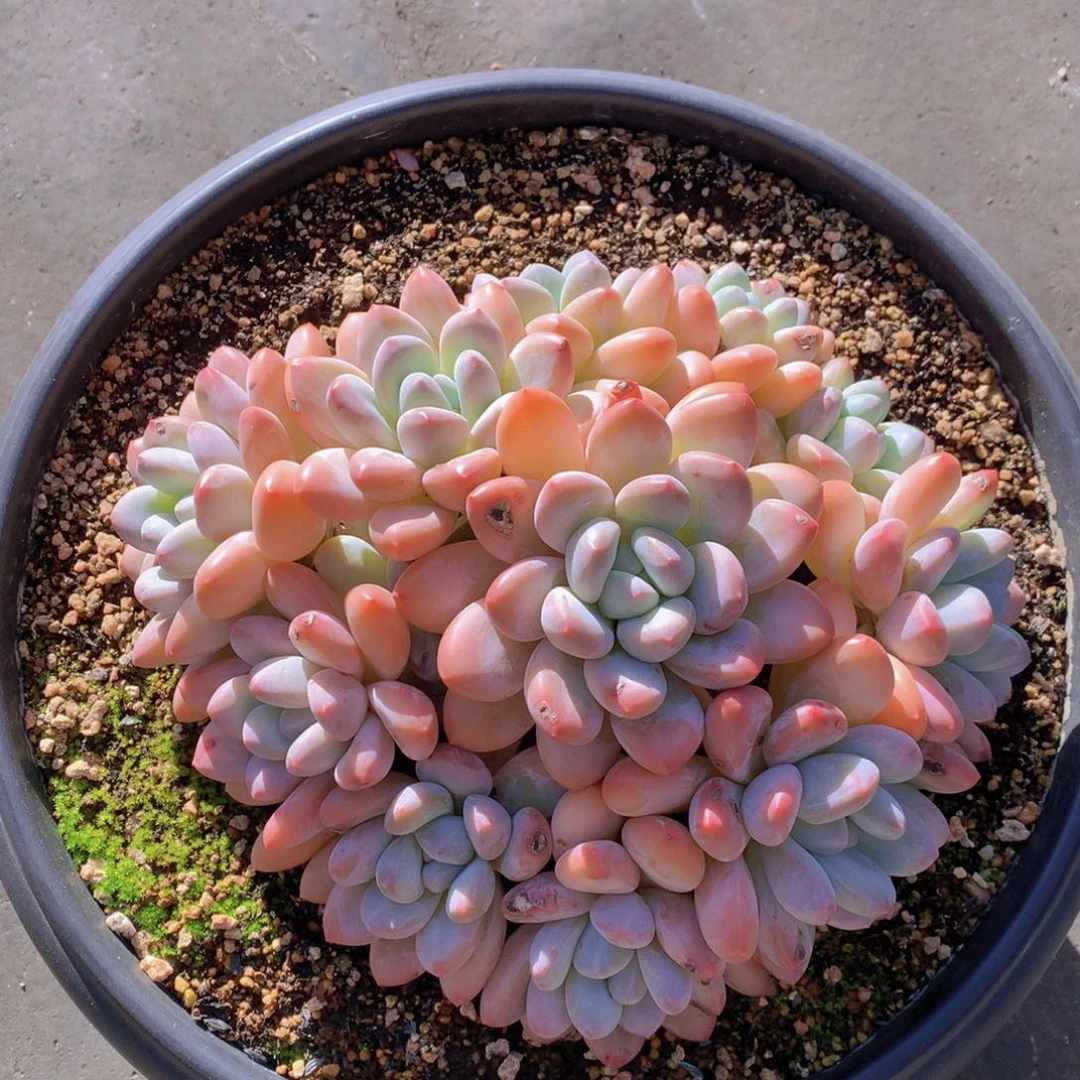 浦***叔逸园精品多肉植物