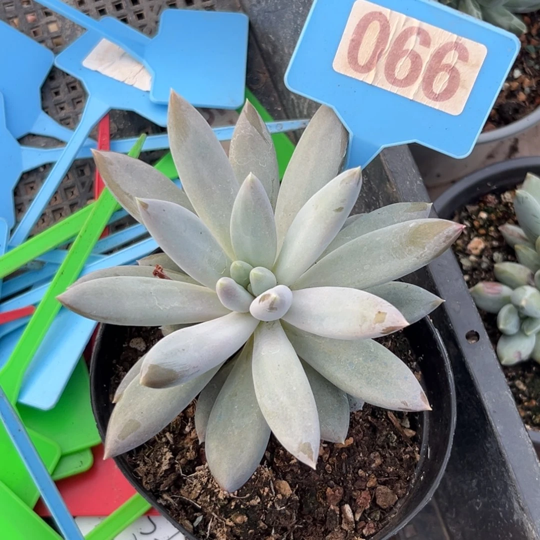 多肉植物彩胖体哥特066