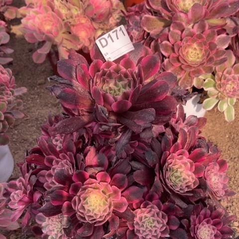 多肉植物铜壶锦花