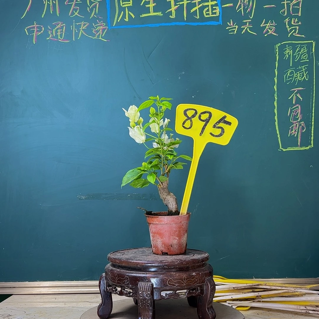 当前无花栽培后可以开花盲盒掌中宝 895