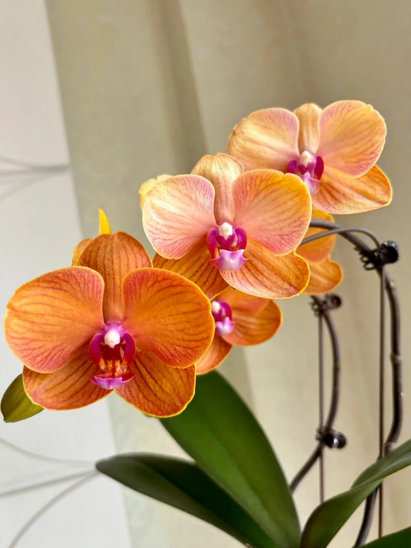 【王大拿】蝴蝶兰《博洛尼亚》阳台桌面花苞蝴蝶兰盆栽绿植