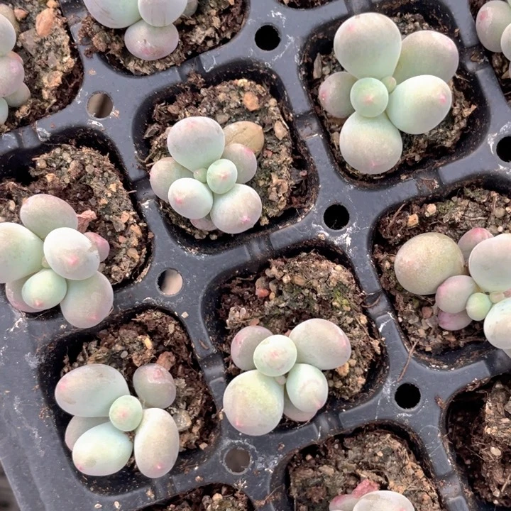 米可单头量拍随机发