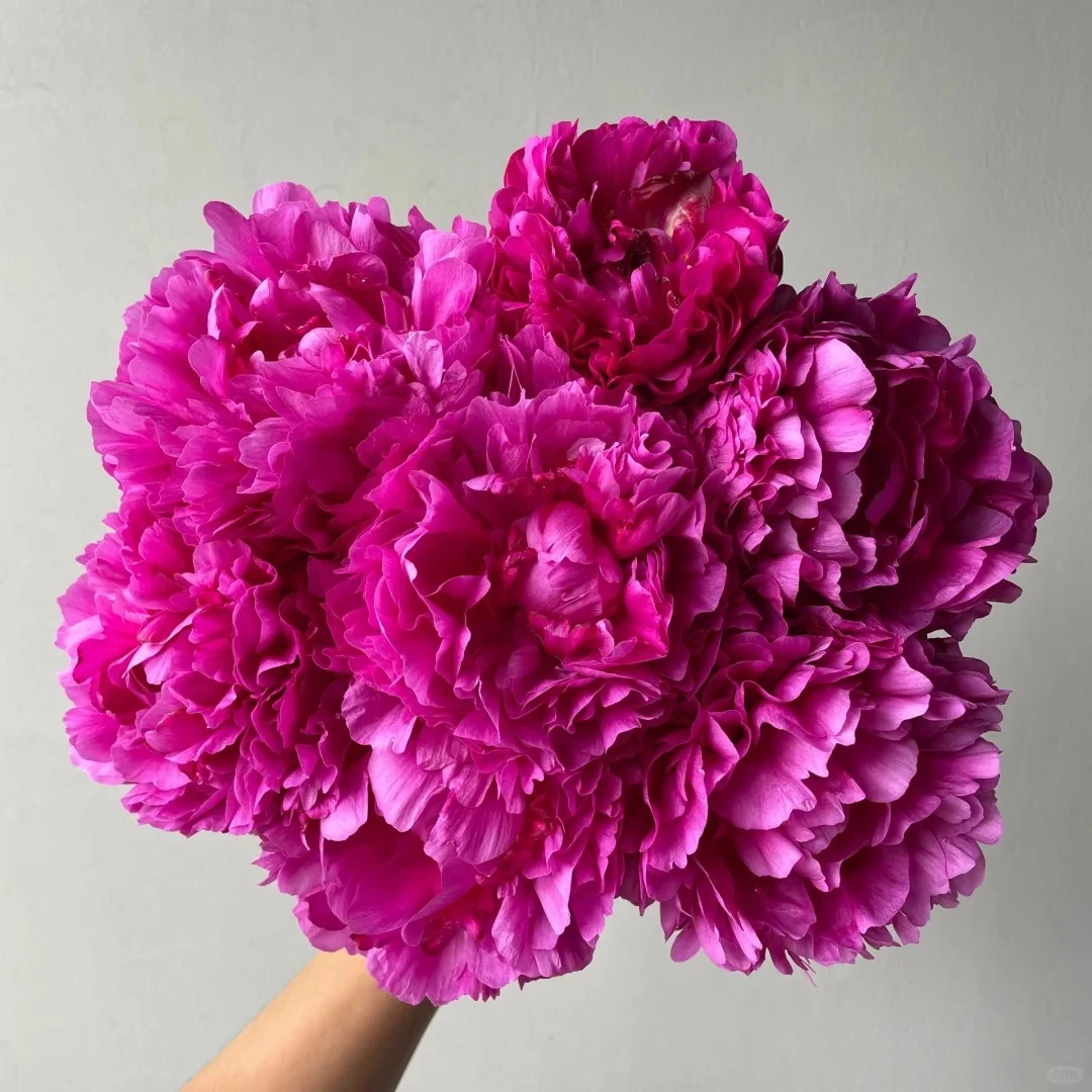 【红富士】山东红色爆品芍药鲜花直采直发顺丰包邮牡丹花鲜切花