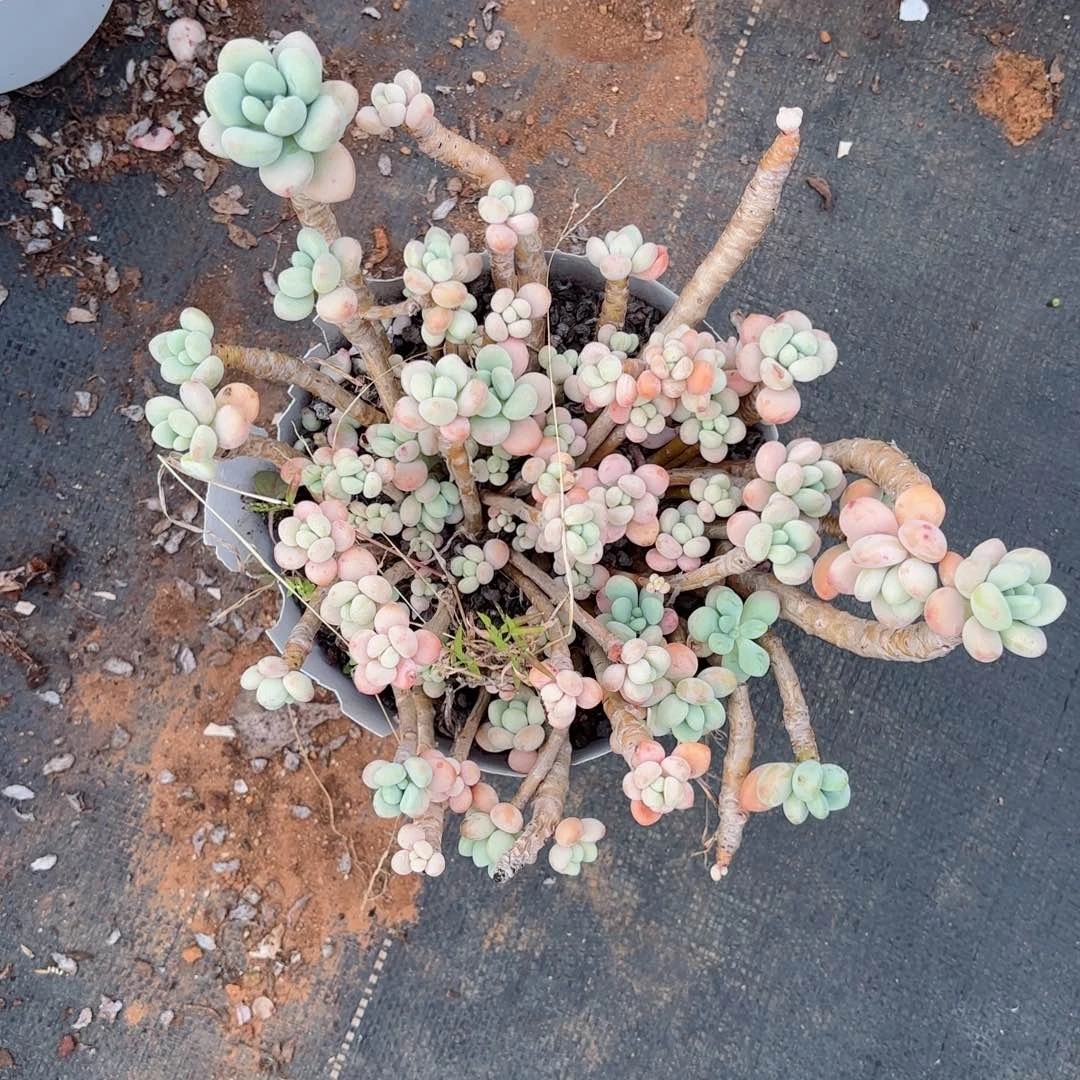 祝**富洛神不售后16。