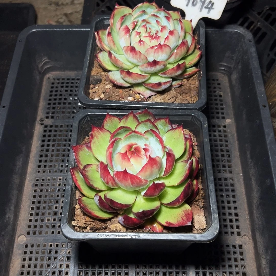 惊鸿仙子两颗9094号