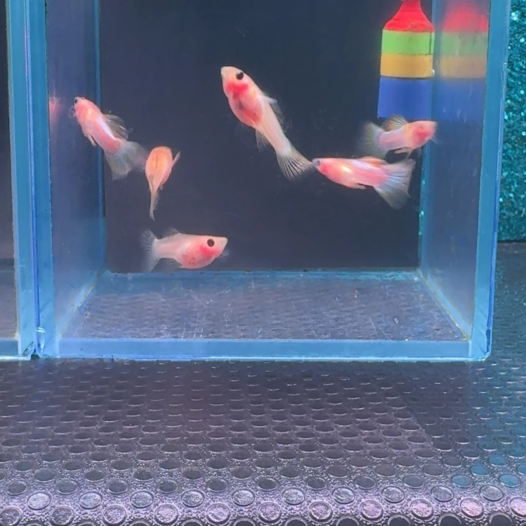 孔雀鱼清缸幻彩3对
