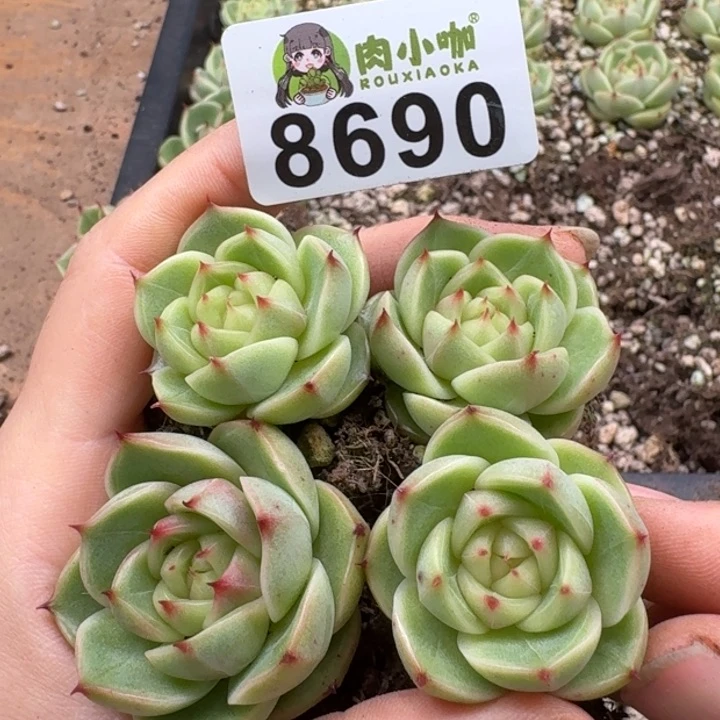 当前无花朵，栽培后可花朵多肉植物多肉植物