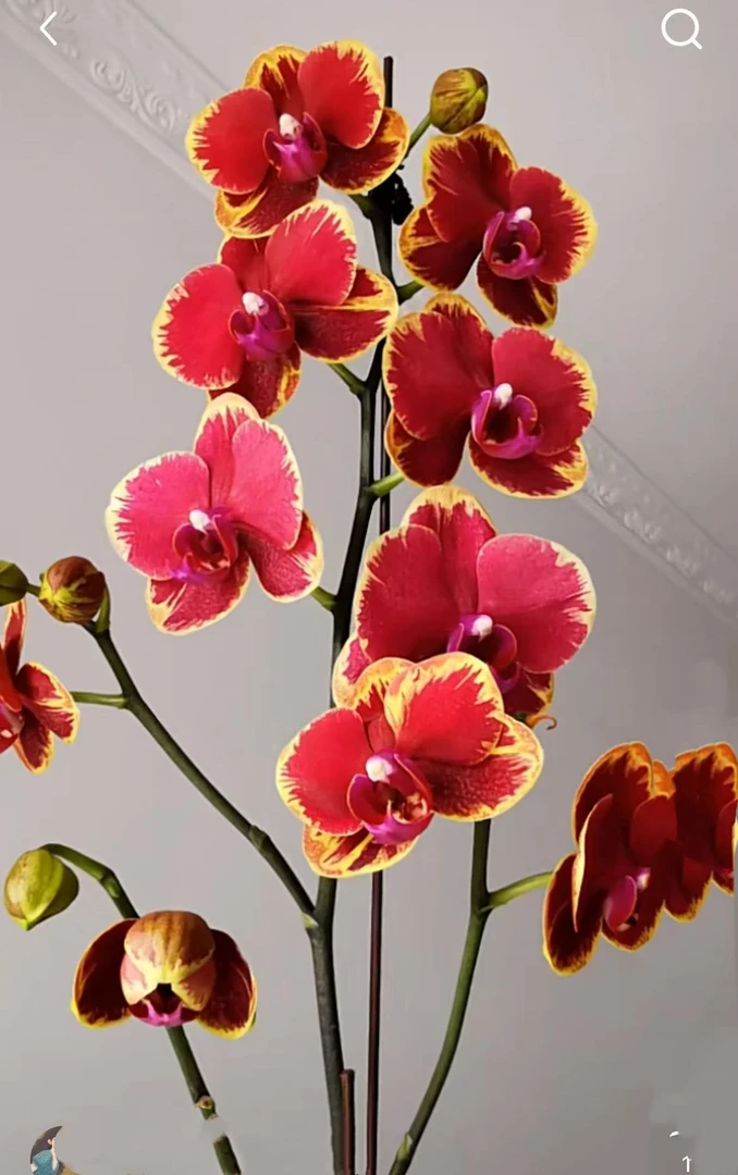 金色闪电边三花剑【金边吉祥】蜡质花花量多爱长侧枝花期特别久