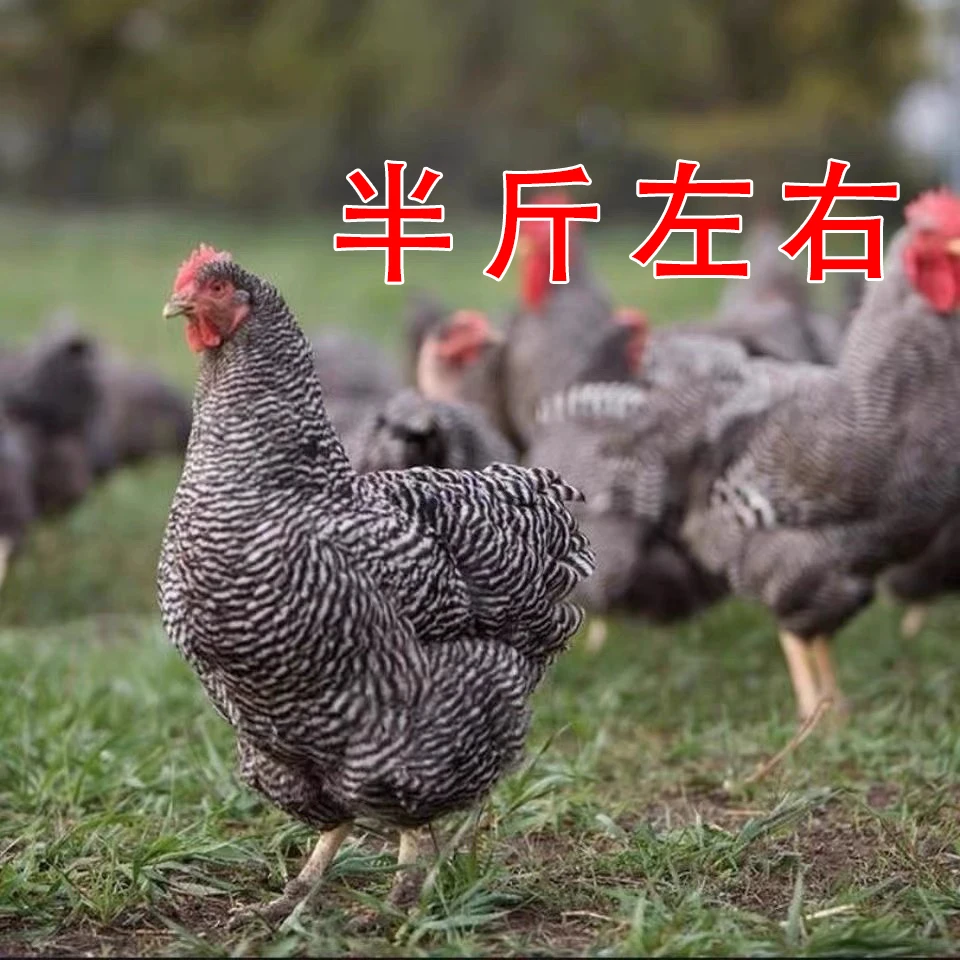 【新人到手10只】宠物鸡黑芦花鸡半斤左右【顺丰包邮】