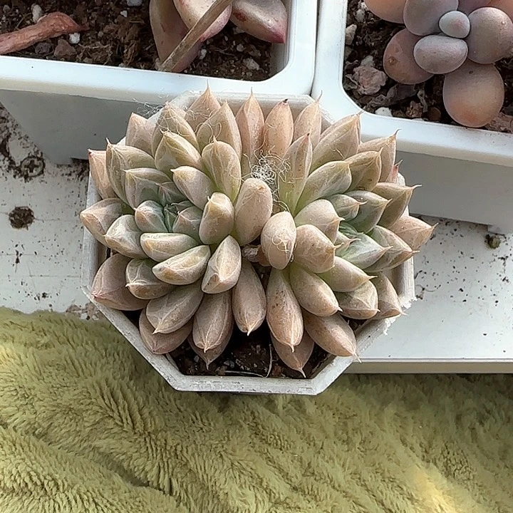 d****f青蛙王子儿童牙膏111