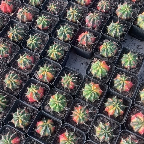 2颗一组 光辉牡丹锦 有根