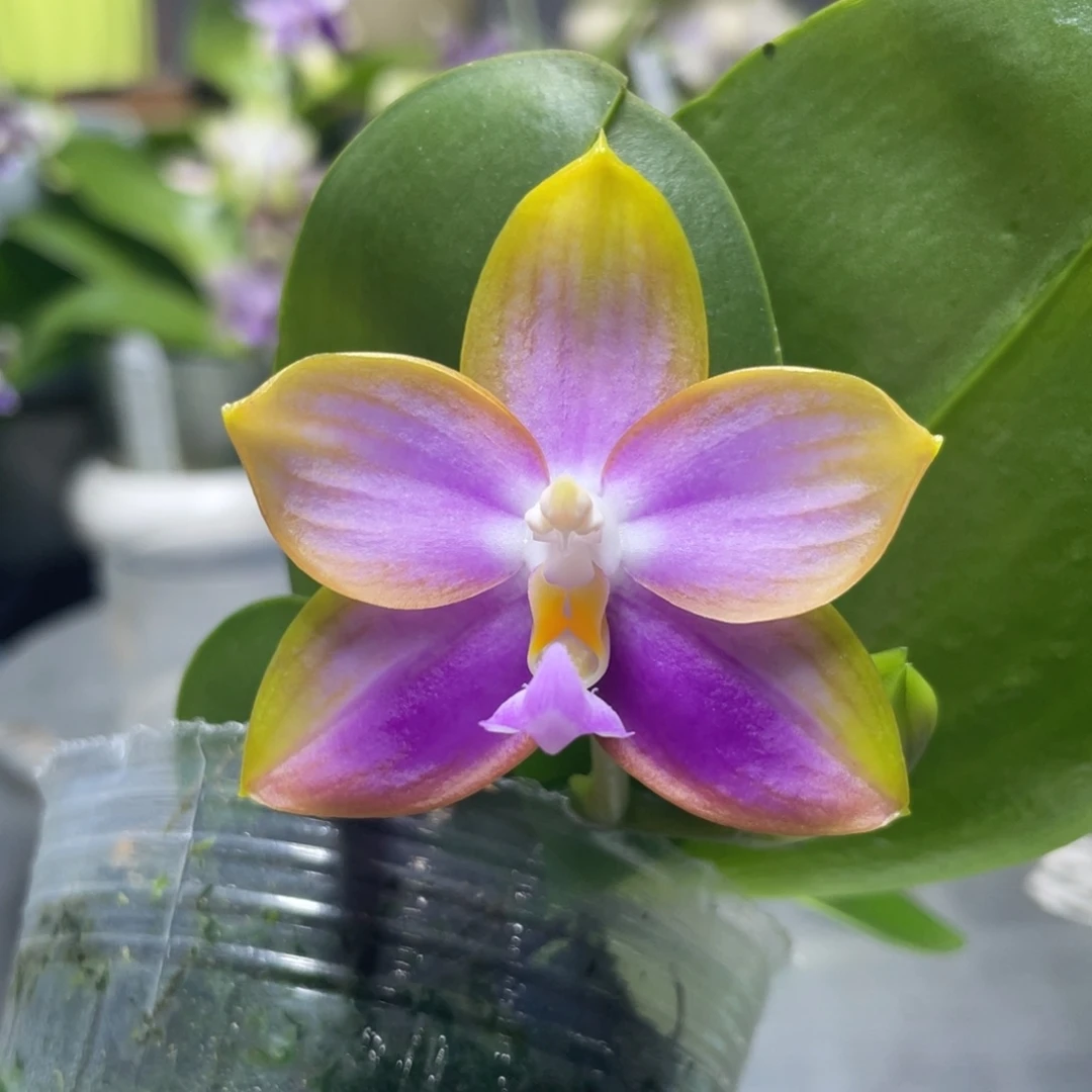 完全开放龙玛丽，2.5杯开花株