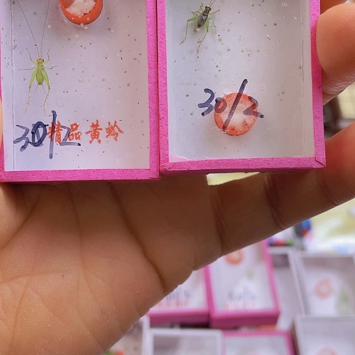 老***勒短须翡翠蛉盒子2个