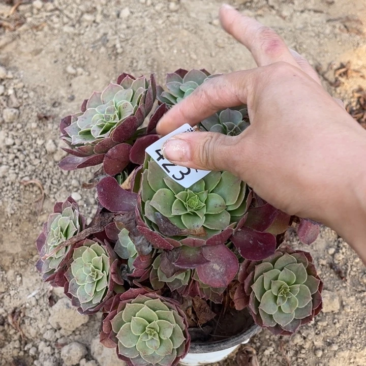 423沙拉碗手捧1北