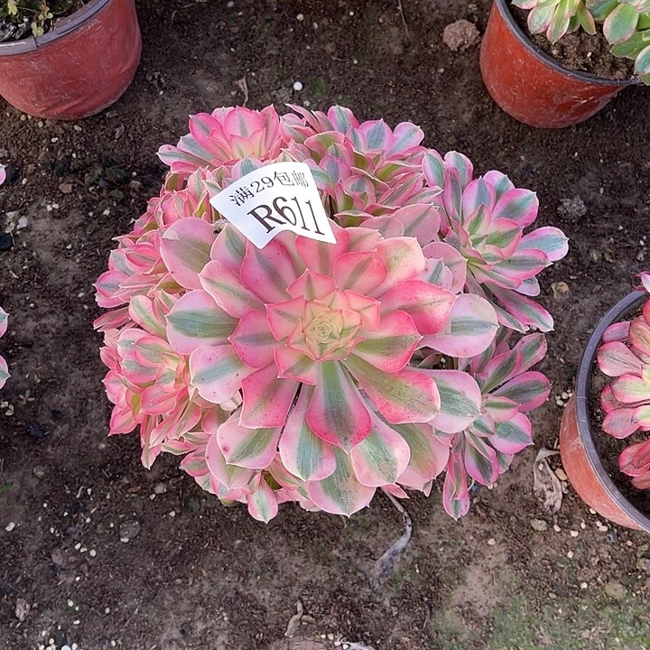 611粉女巫多肉植物