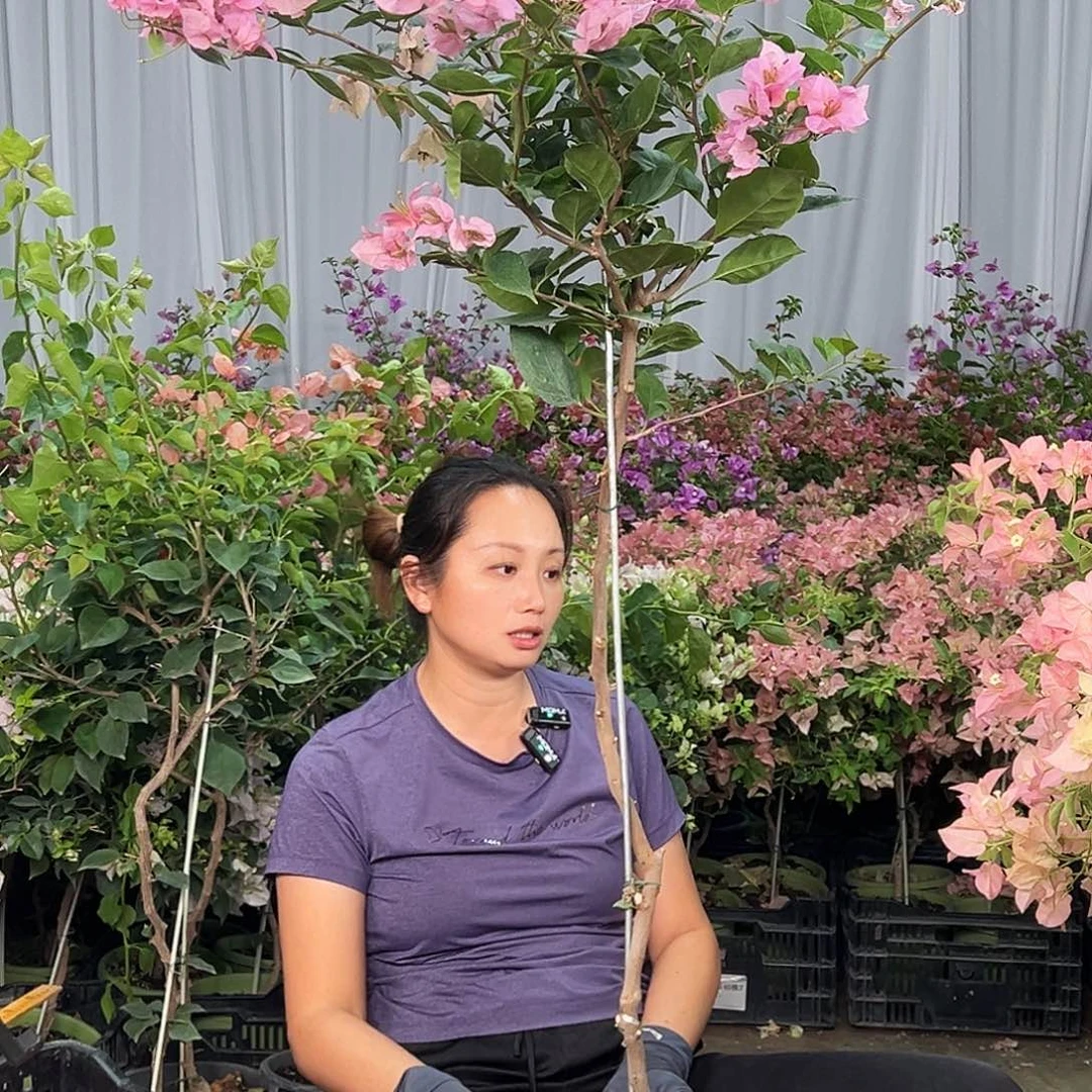 杯***花大部分花苞少量开放B93变色龙