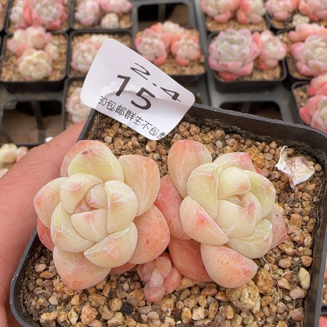 圆脸冰玉一颗脱土发货