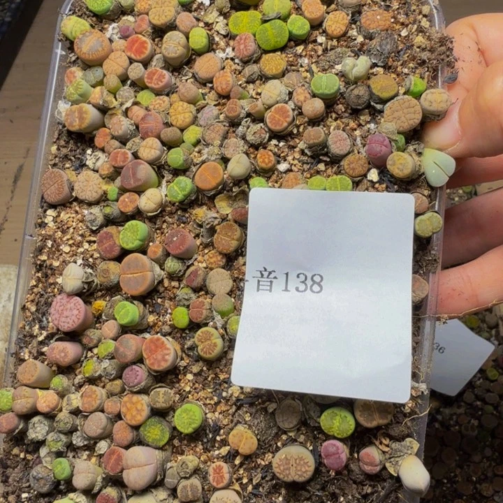 多**果多肉植物的生长138