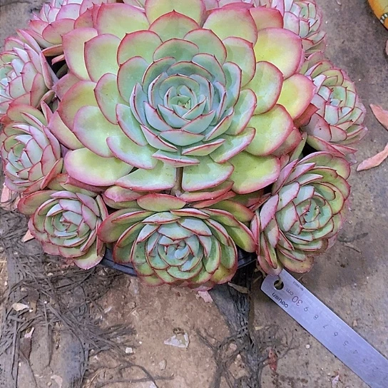 公***走牡丹亭多肉植物群