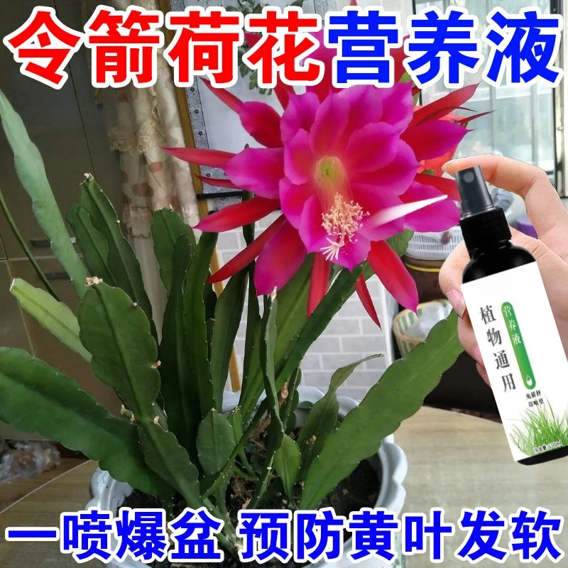 令箭荷花营养液通用型新型液体肥治黄叶干瘪发软不开花催花延花期
