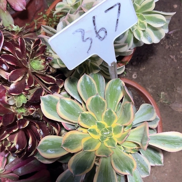 信*多肉植物组合6个