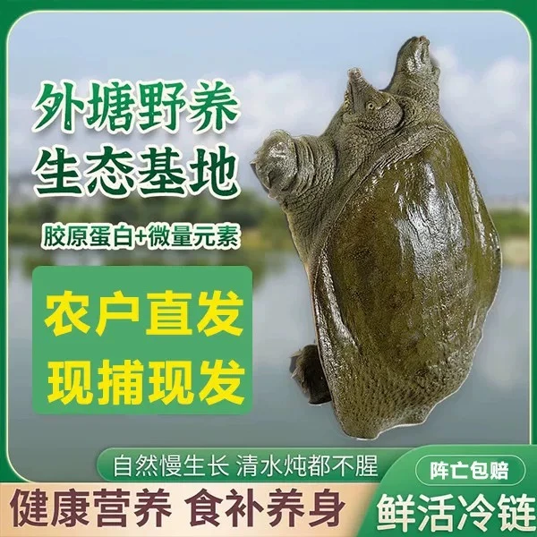 5只外塘大甲鱼 6-5斤生猛稻田甲鱼中华鳖青背包活到家