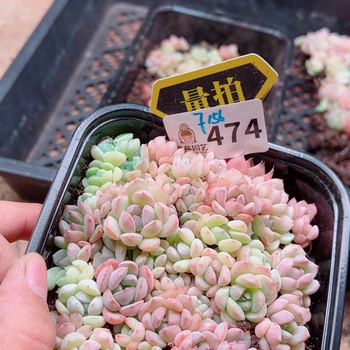 多肉植物多肉植物