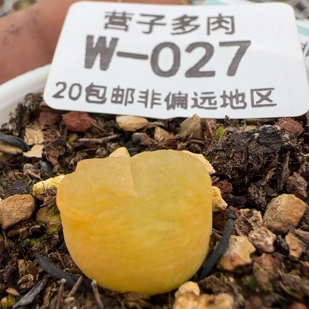 带盆土发货。