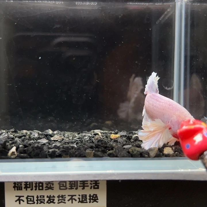 斗鱼竞拍跑单拉黑25日101