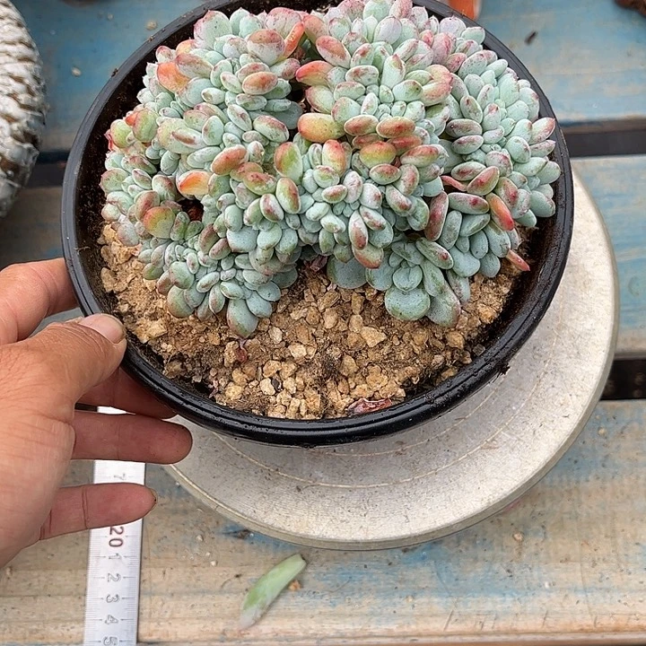 多肉植物一物一拍