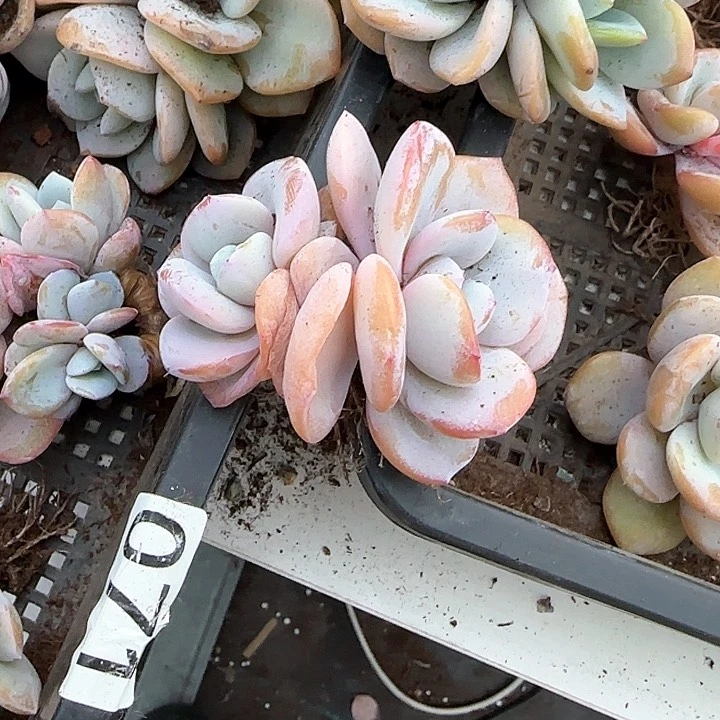 ?****?青蛙王子儿童牙膏111