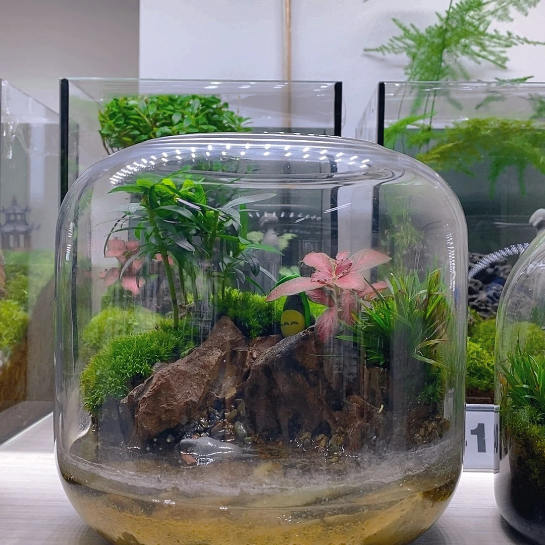 无花朵养小螃蟹微景观