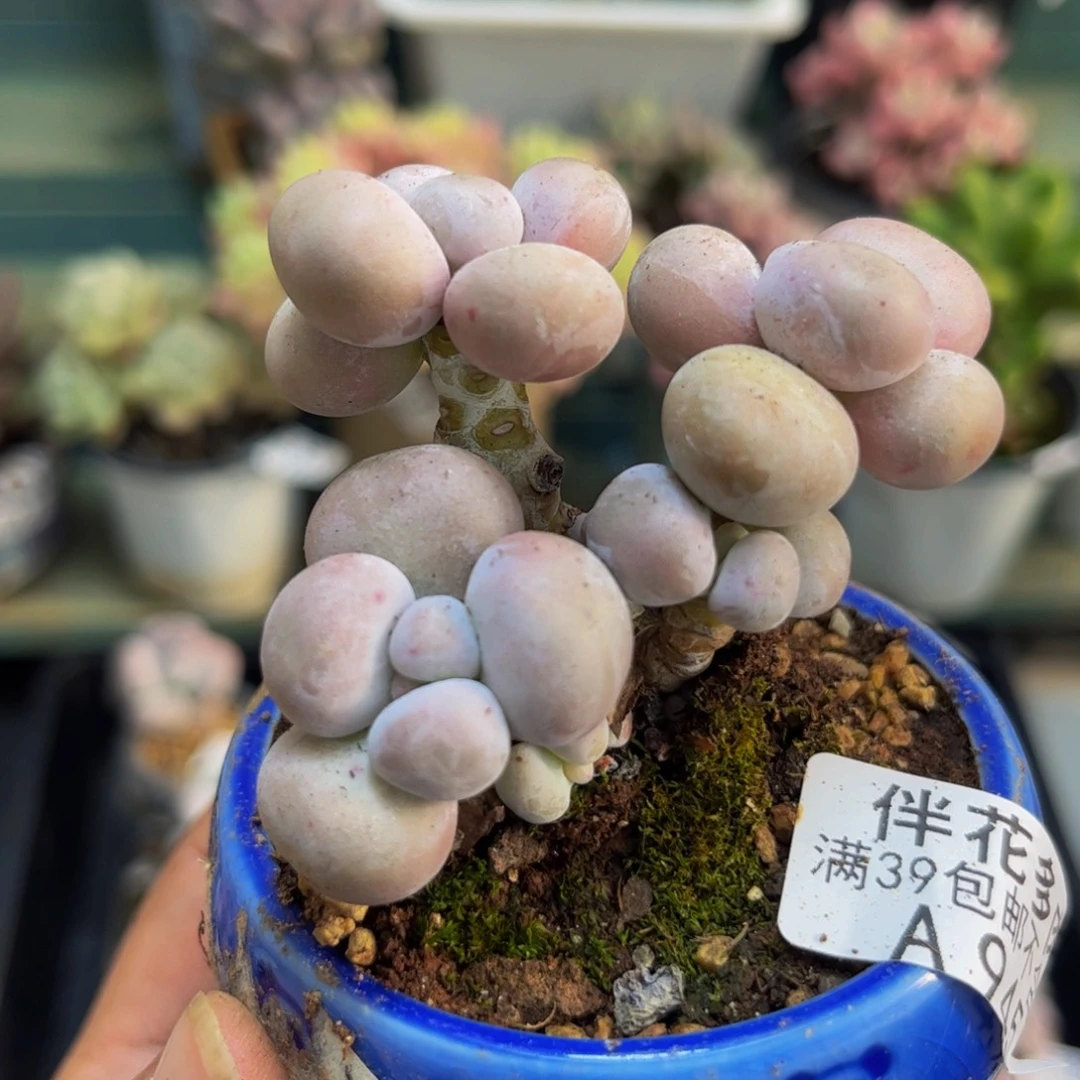 945橙奶6cm多肉植物