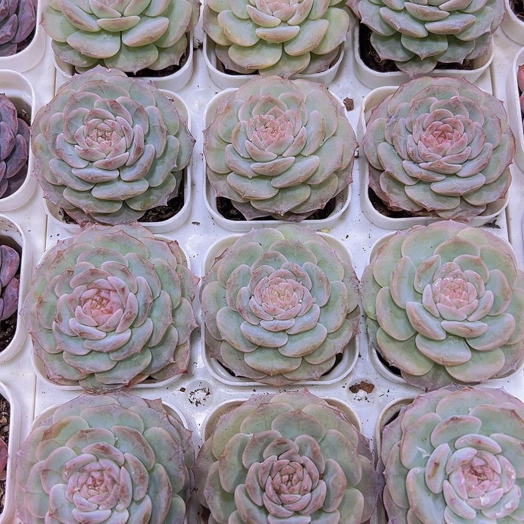 大粉恋19包邮多肉植物