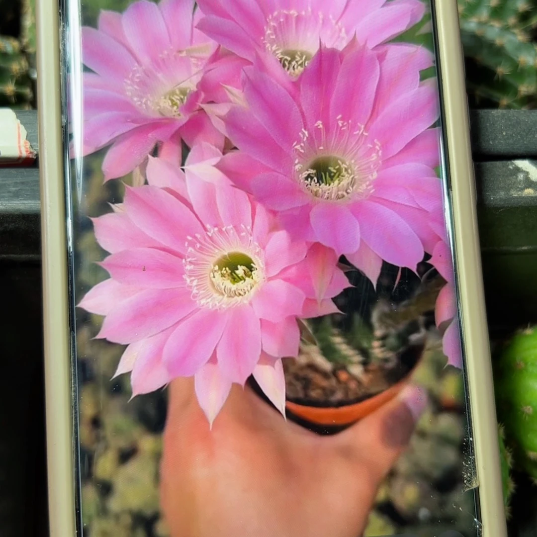 下54金刚女孩歪侧芽4公分左右20包邮