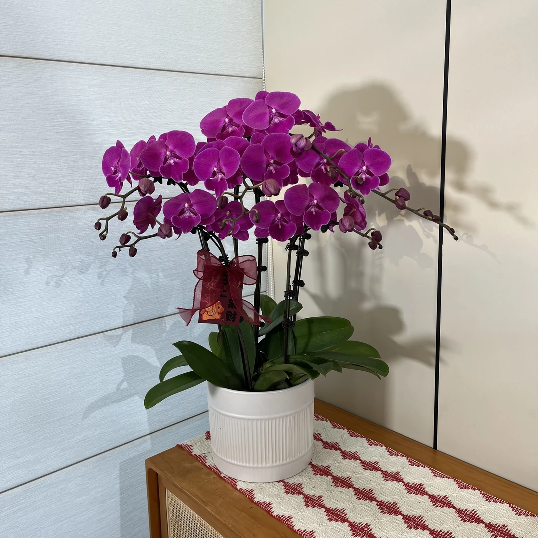 【大红豆】乔迁开业紫红色大花蝴蝶兰 室内送人送礼气派花卉摆件