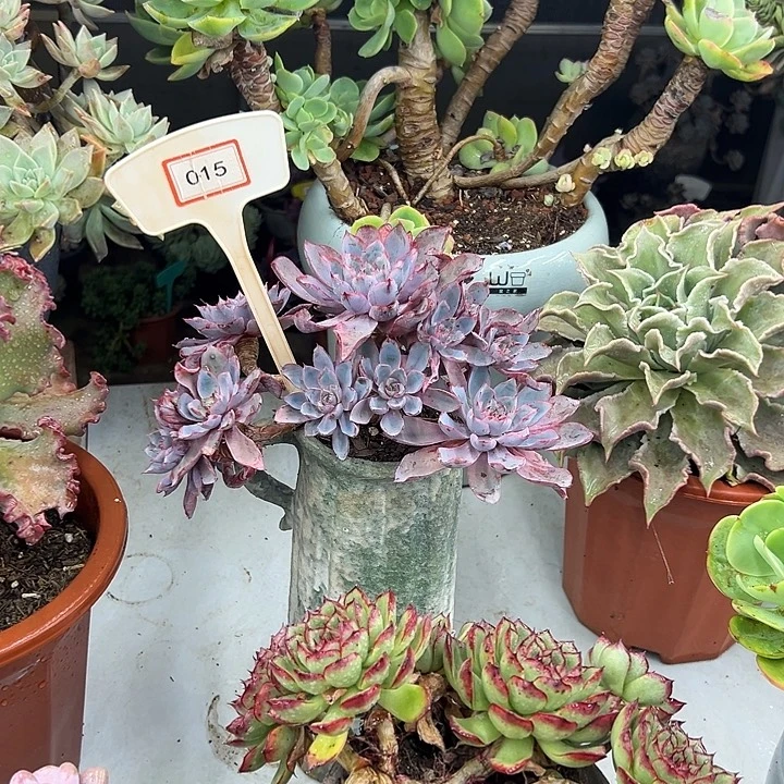 艳***。赫拉女王多肉植物015