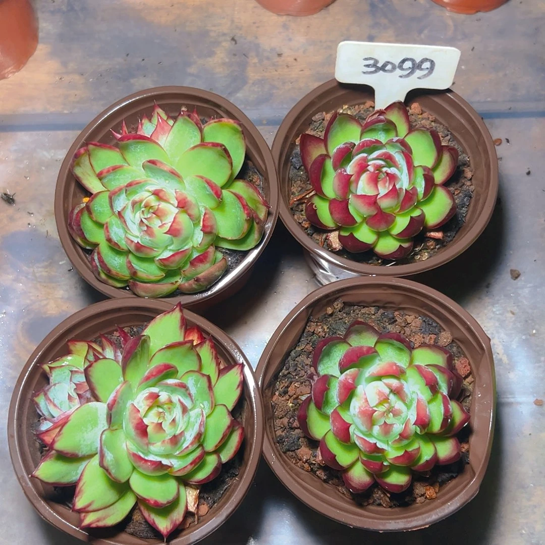 小惊鸿四颗3099号双头不包整