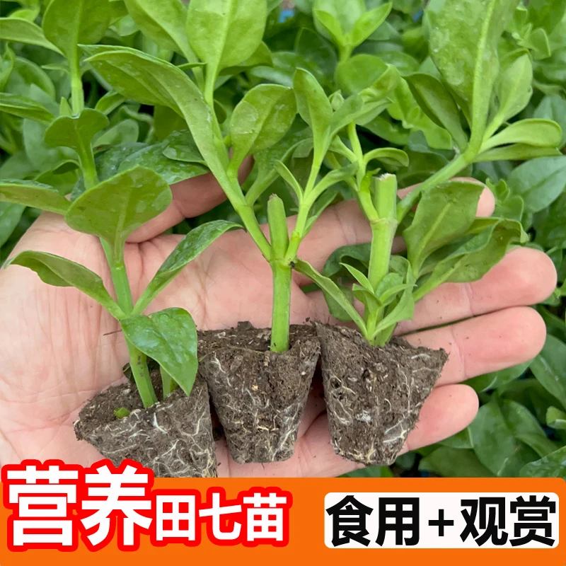 (直播)食用田七秧苗穿心莲苗子观赏花卉种苗阳台盆栽种植蔬菜苗