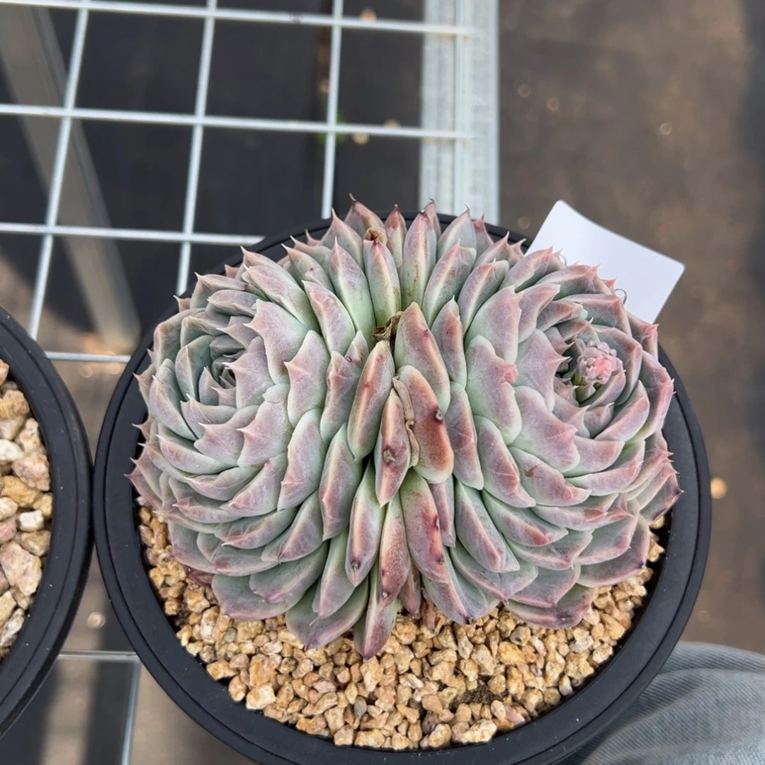 暖*3849多肉多的多多