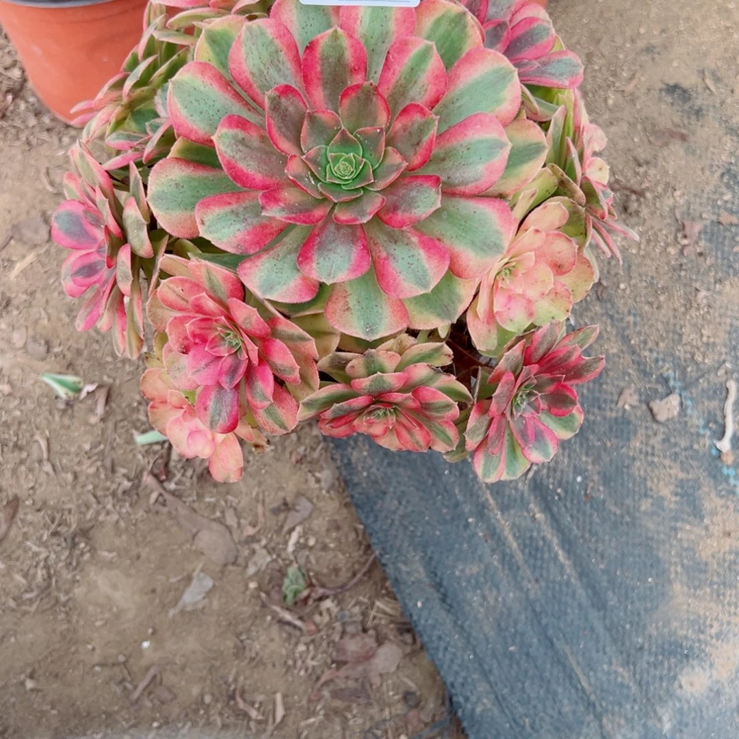 347雨荷多肉植物法师多肉